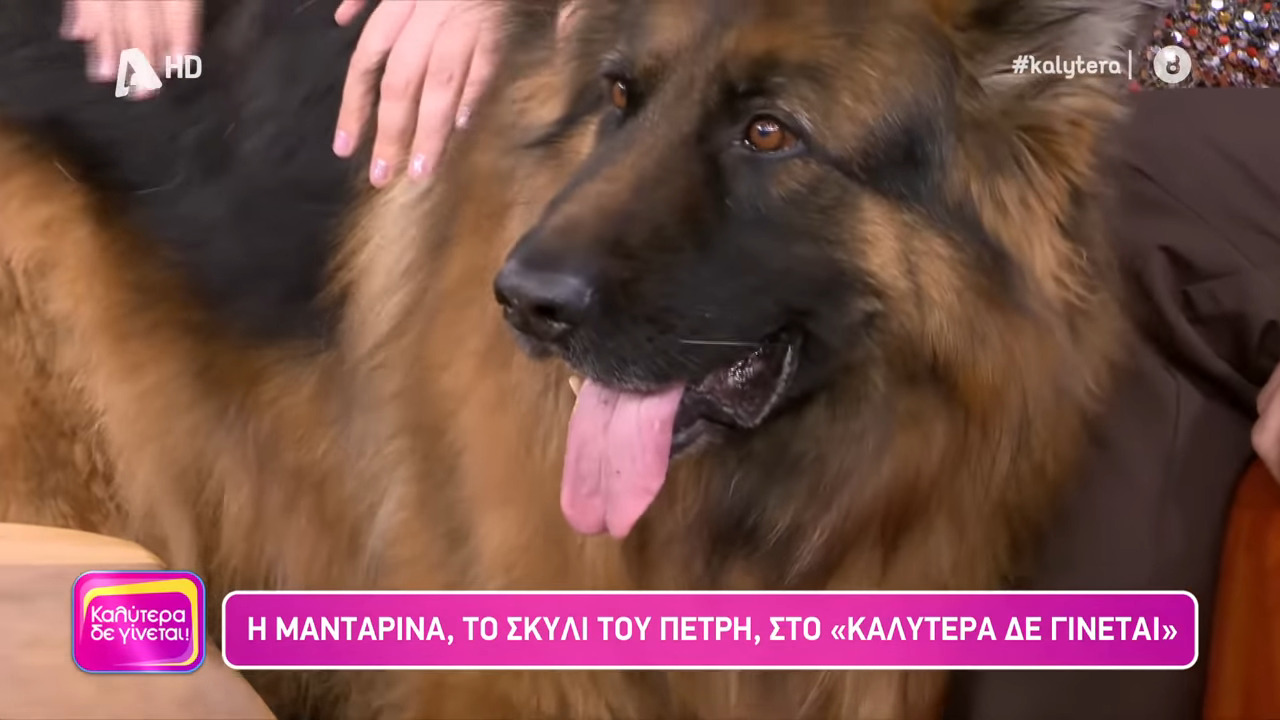 Μανταρίνα: ο τετράποδος πρωταγωνιστής του Σασμού, Ιβάν, που έκλεψε την παράσταση στο τελευταίο επεισόδιο