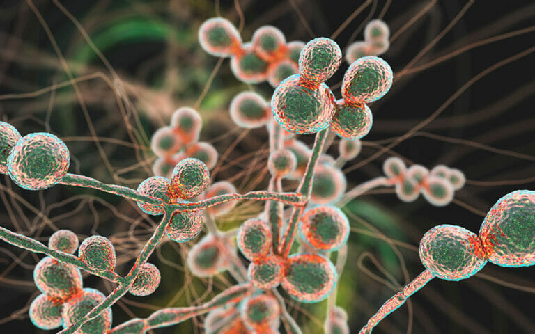 Candida Auris: όλα όσα πρέπει να ξέρετε για τον επικίνδυνο ενδονοσοκομειακό μύκητα