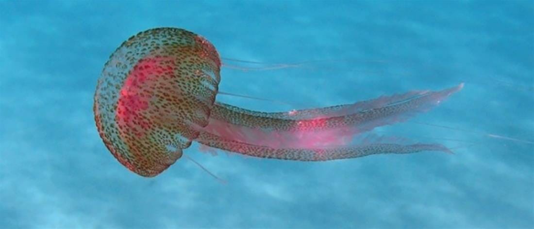 Μωβ Μέδουσες: τι να κάνετε σε περίπτωση τσιμπήματος - Όλες οι λεπτομέρειες